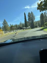 Found/Stray Unknown Dog last seen Anna J Dr & Kathy Dr, Fairwood, WA 99218