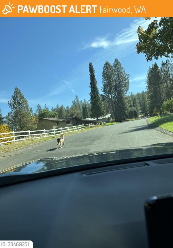 Found/Stray Unknown Dog last seen Anna J Dr & Kathy Dr, Fairwood, WA 99218