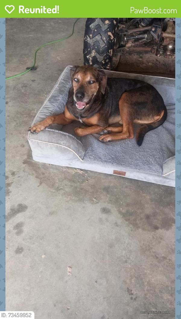 Reunited Male Dog last seen Caney Mills subdivision, Cut and Shoot, TX 77303