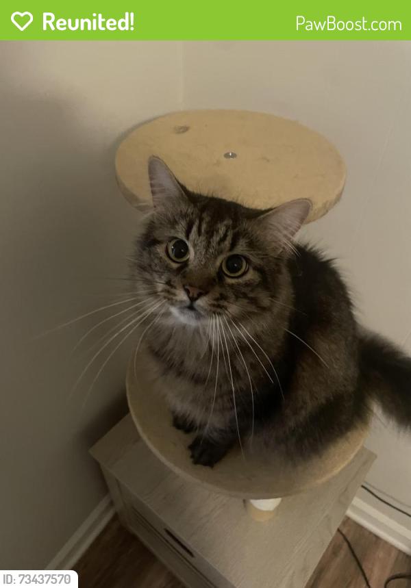Reunited Male Cat last seen Howell street, Chapel Hill, NC 27514