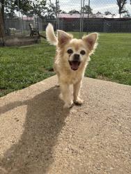 Reunited Female Dog last seen Meadown Way Circle & FM 723, Richmond, TX 77406