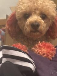 Reunited Male Dog last seen Burbank Denver, Milwaukee, WI 53224