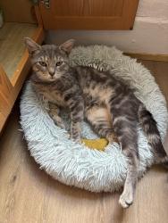 Found/Stray Male Cat last seen National St, Corona NY, Queens, NY 11368