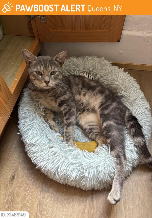 Found/Stray Male Cat last seen National St, Corona NY, Queens, NY 11368