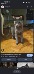 Found/Stray Unknown Cat last seen Estelle street, San Diego, CA 92115