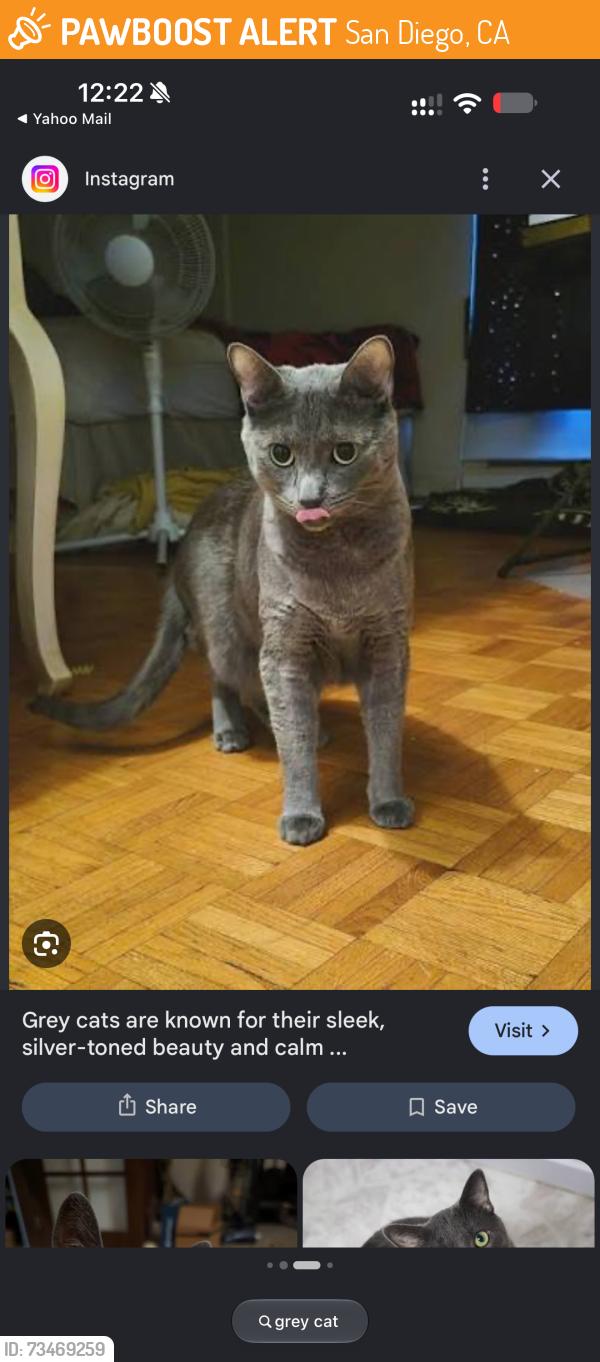 Found/Stray Unknown Cat last seen Estelle street, San Diego, CA 92115