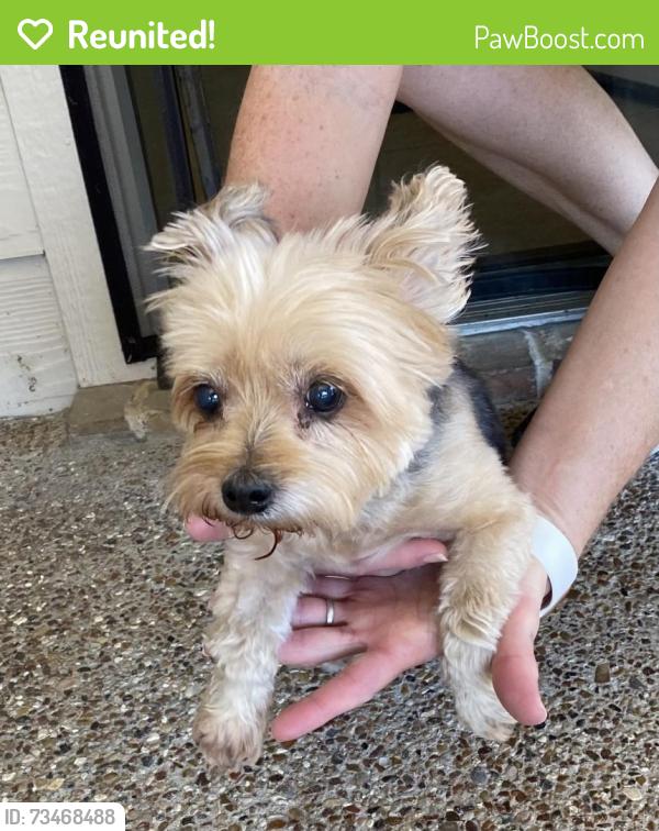 Reunited Unknown Dog last seen Found on Stillhouse Hollow Dr Prosper, TX in Lakes of La Cima while walking my dog around 11am, Prosper, TX 75078