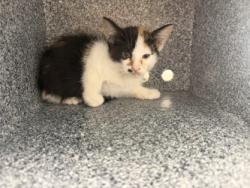 Shelter Stray Female Cat last seen Near W Grubb, 75149, TX, 1650 Gross Rd, Mesquite, TX 75149, USA