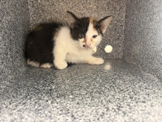 Shelter Stray Female Cat last seen Near W Grubb, 75149, TX, 1650 Gross Rd, Mesquite, TX 75149, USA