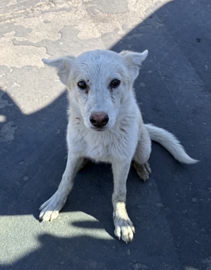 Shelter Stray Female Dog last seen s Bryan Ave & W Huntsman Ave, Raisin City Zone Fresno CO 1A 93652, CA, 1510 W Dan Ronquillo Dr, Fresno, CA 93706, USA