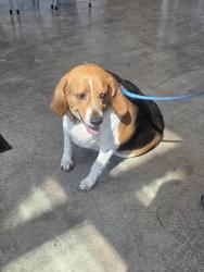 Shelter Stray Male Dog last seen , , TX, 355 Hillshire Dr, Haslet, TX 76052, USA