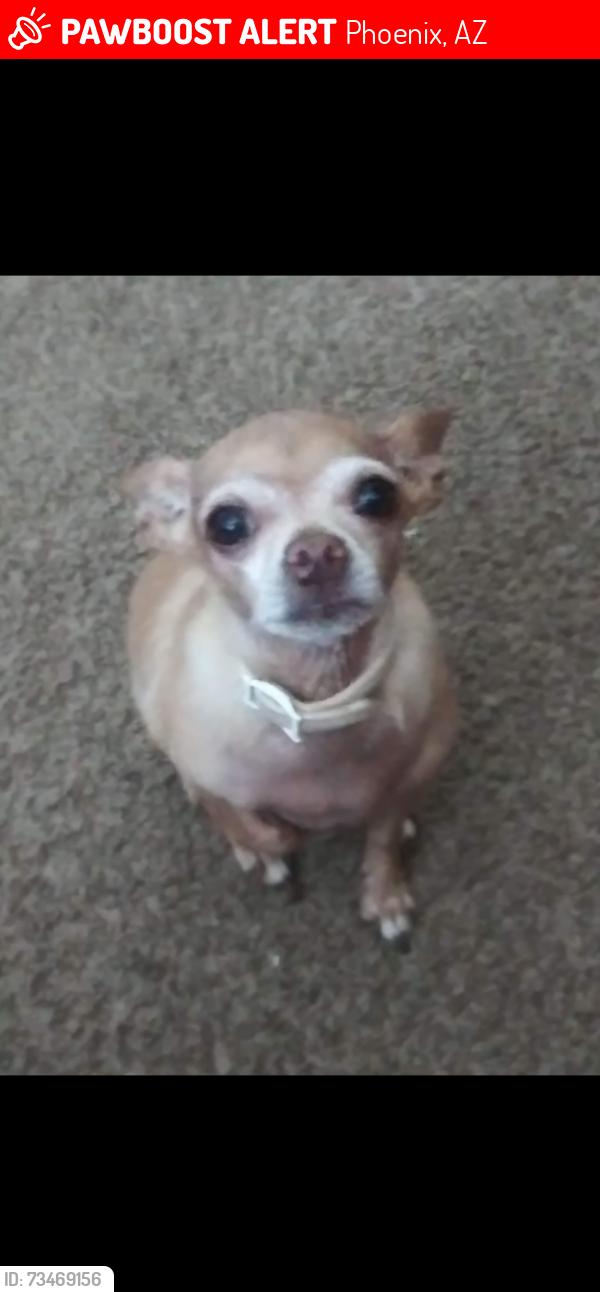 Lost Female Dog last seen Near Ave and Indian school rd, Phoenix, AZ 85033
