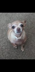 Lost Female Dog last seen Near Ave and Indian school rd, Phoenix, AZ 85033