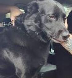 Shelter Stray Male Dog last seen Near Whitney Chase Stone Mtn GA 300878, 30088, GA, 3280 Chamblee Dunwoody Rd, Chamblee, GA 30341, USA