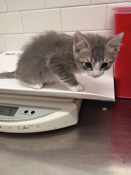 Shelter Stray Female Cat last seen Near Moreland Way, Hapeville, GA, 1251 Fulton Industrial Blvd NW, Atlanta, GA 30336, USA