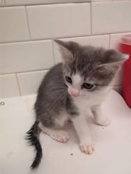 Shelter Stray Female Cat last seen Near Moreland Way, Hapeville, GA, 1251 Fulton Industrial Blvd NW, Atlanta, GA 30336, USA