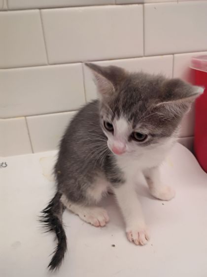 Shelter Stray Female Cat last seen Near Moreland Way, Hapeville, GA, 1251 Fulton Industrial Blvd NW, Atlanta, GA 30336, USA