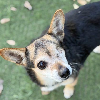 Shelter Stray Male Dog last seen GRAY WOLF WY AT WINDAGE, Sacramento County, CA, 6201 Florin Perkins Rd, Sacramento, CA 95828, USA