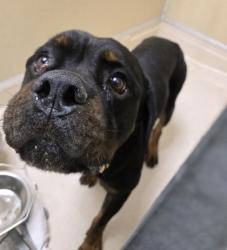 Shelter Stray Male Dog last seen Oxford State Rd, Lemon Twp, OH, 1820 Princeton Rd, Hamilton, OH 45011, USA