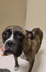 Shelter Stray Female Dog last seen Near Block of Jefferson, Middletown, OH, 1820 Princeton Rd, Hamilton, OH 45011, USA