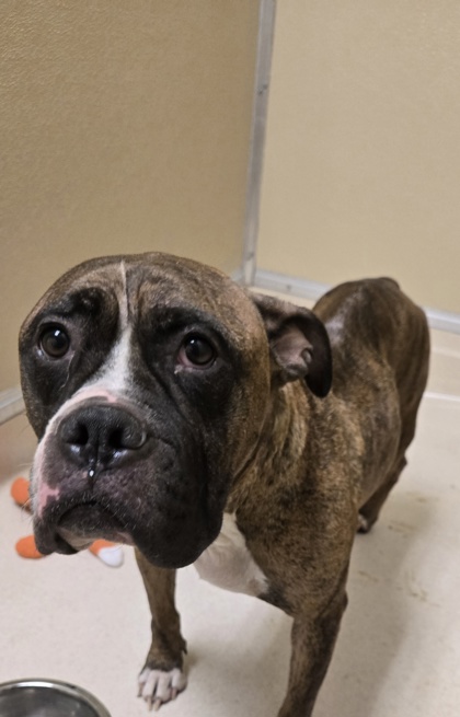 Shelter Stray Female Dog last seen Near Block of Jefferson, Middletown, OH, 1820 Princeton Rd, Hamilton, OH 45011, USA