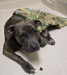 Shelter Stray Female Dog last seen Near Christopher Drive, Oxford, OH, 1820 Princeton Rd, Hamilton, OH 45011, USA