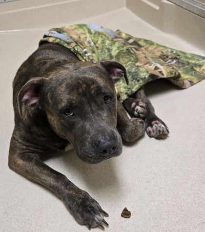 Shelter Stray Female Dog last seen Near Christopher Drive, Oxford, OH, 1820 Princeton Rd, Hamilton, OH 45011, USA