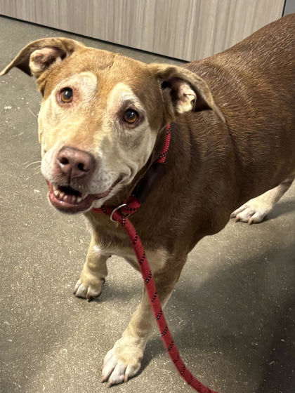 Shelter Stray Female Dog last seen near Frio Rd, San Antonio, TX, 4804 Fredericksburg Rd, San Antonio, TX 78229, USA