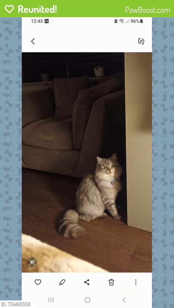 Reunited Male Cat last seen Oak road, Greater Manchester, England SK8 1EL