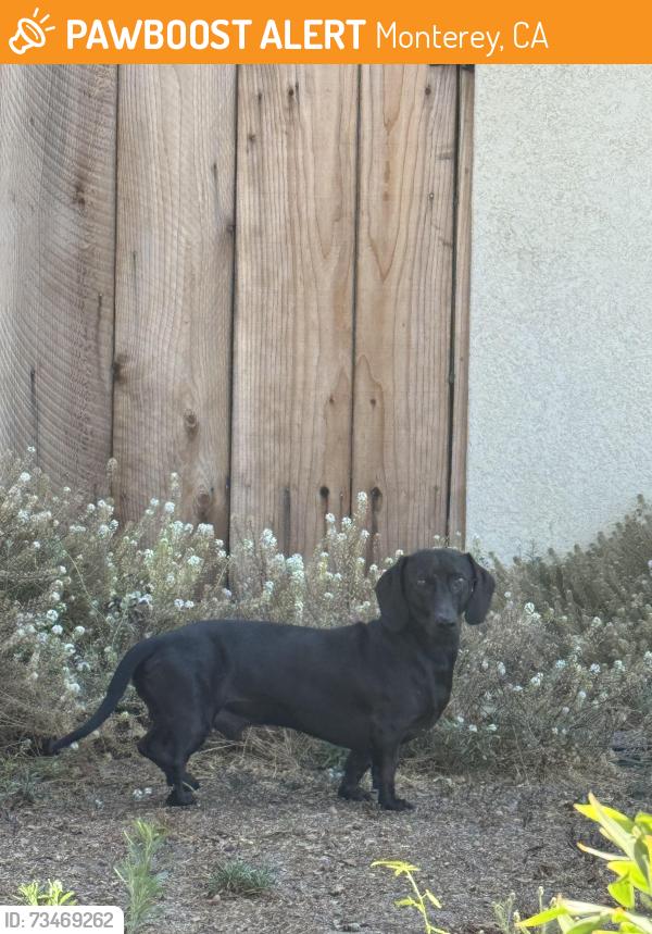 Found/Stray Male Dog last seen encina ave and dela vina ave, Monterey, CA 93940