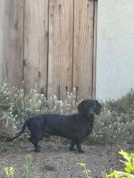 Found/Stray Male Dog last seen encina ave and dela vina ave, Monterey, CA 93940
