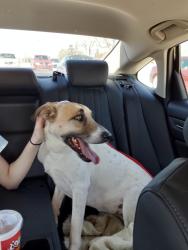 Lost Female Dog last seen 59th Street, Oklahoma City, OK 74857