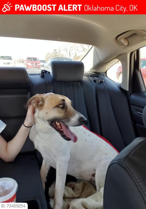 Lost Female Dog last seen 59th Street, Oklahoma City, OK 74857