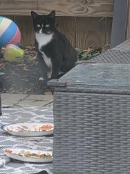 Found/Stray Unknown Cat last seen Black river rd, Camden, SC 29020