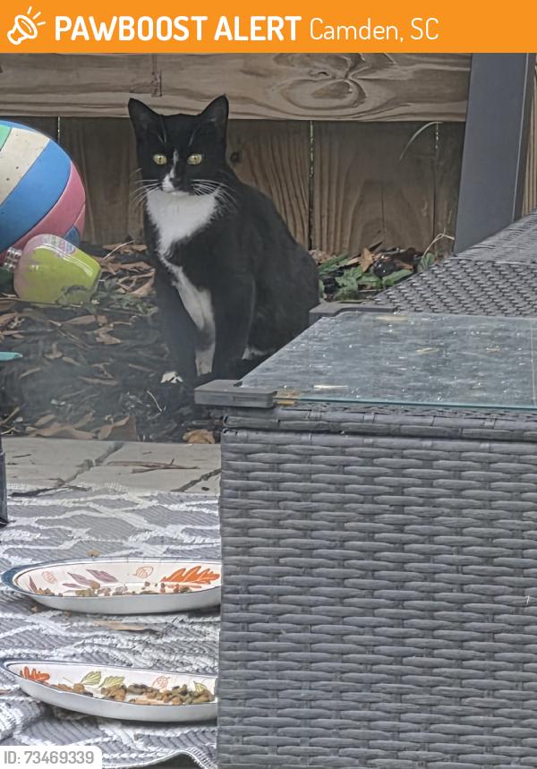 Found/Stray Unknown Cat last seen Black river rd, Camden, SC 29020