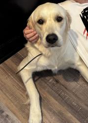 Reunited Female Dog last seen Near Thonotosassa rd and McIntosh, Thonotosassa, FL 33592
