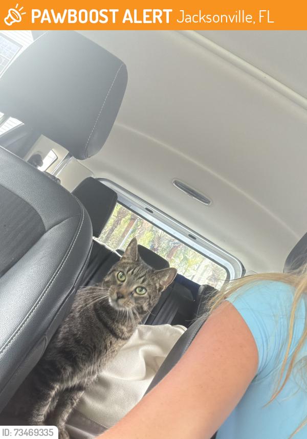 Found/Stray Unknown Cat last seen Near seascape way, Jacksonville, FL 32224