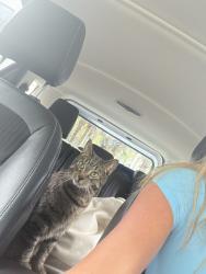 Found/Stray Unknown Cat last seen Near seascape way, Jacksonville, FL 32224
