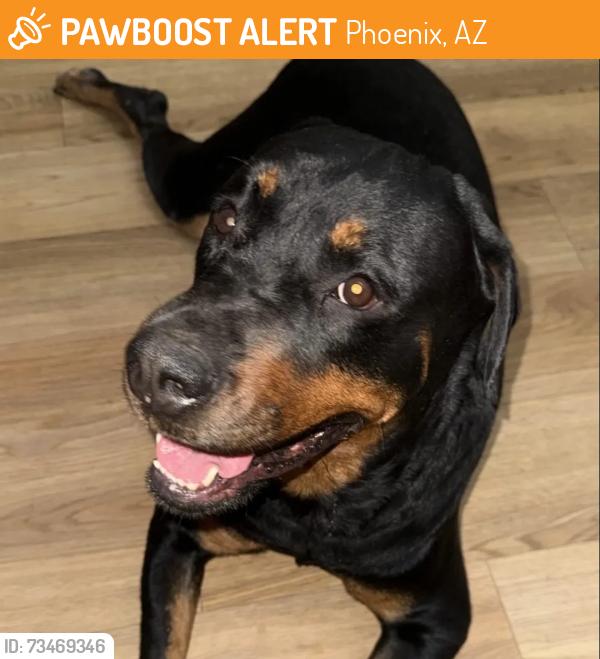 Found/Stray Female Dog last seen 32nd and Southern, Phoenix, AZ 85042