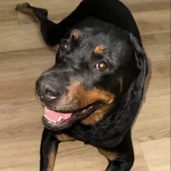 Found/Stray Female Dog last seen 32nd and Southern, Phoenix, AZ 85042