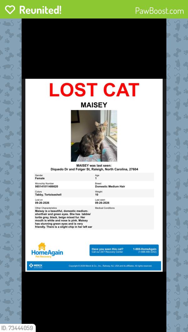 Reunited Female Cat last seen Diquedo Dr. Raleigh NC, Raleigh, NC 27604
