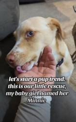 Lost Female Dog last seen 98th st and gibson, Albuquerque, NM 87121