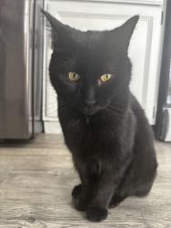 Lost Male Cat last seen Linden & Reid, Swartz Creek, MI 48473