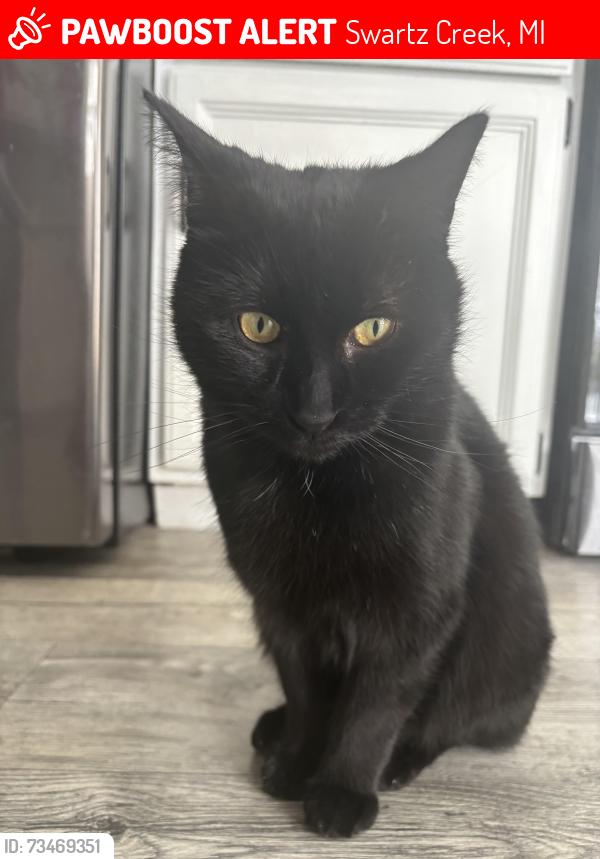 Lost Male Cat last seen Linden & Reid, Swartz Creek, MI 48473