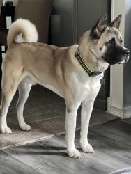 Lost Male Dog last seen page, Overland, MO 63114