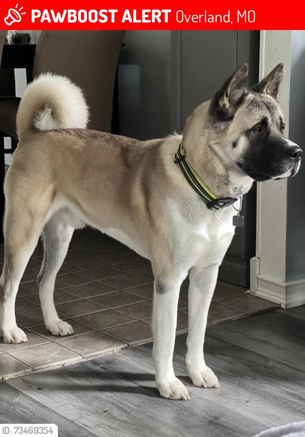 Lost Male Dog last seen page, Overland, MO 63114