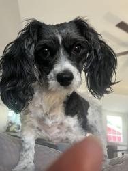 Reunited Female Dog last seen Vine st and State st, Lannon, Lannon, WI 53046