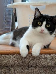 Lost Female Cat last seen Rocky Rd & Demorest Rd, Columbus, OH 43223