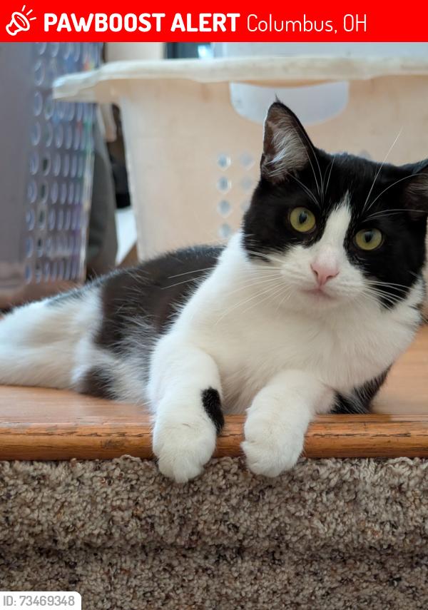 Lost Female Cat last seen Rocky Rd & Demorest Rd, Columbus, OH 43223
