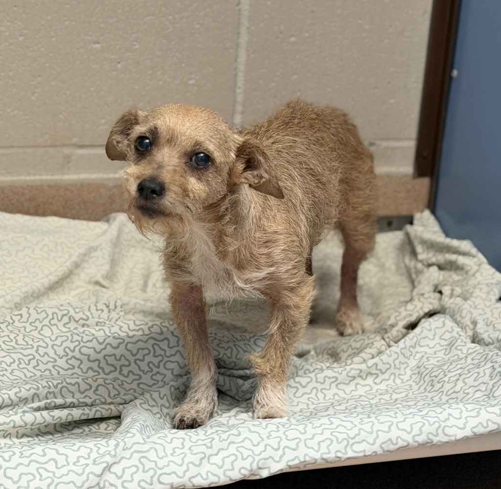 Shelter Stray Female Dog last seen Kelly St, San Diego, CA, 92111, 5500 Gaines St, San Diego, CA 92110, USA